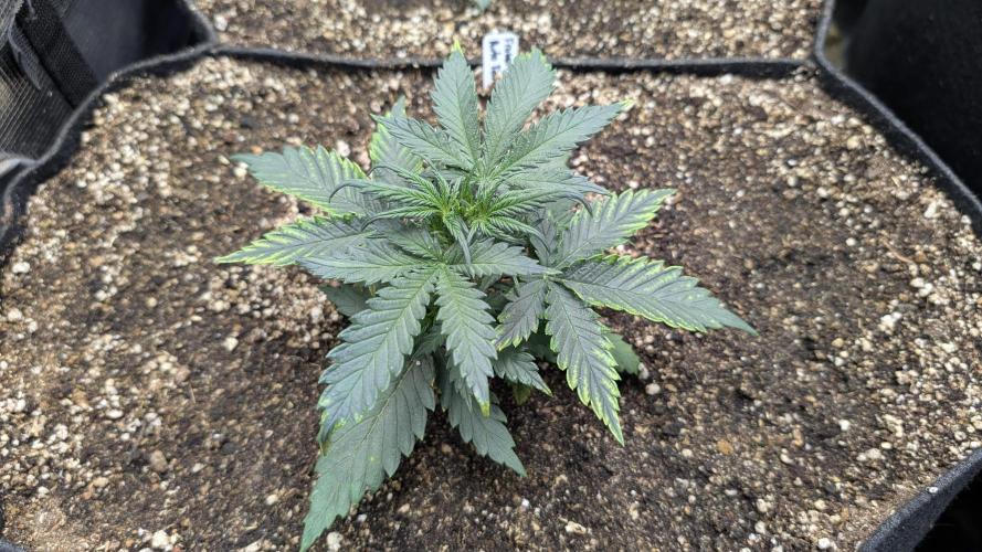 Variety grow: 6x 7gal. Week 2 - Froberry D14