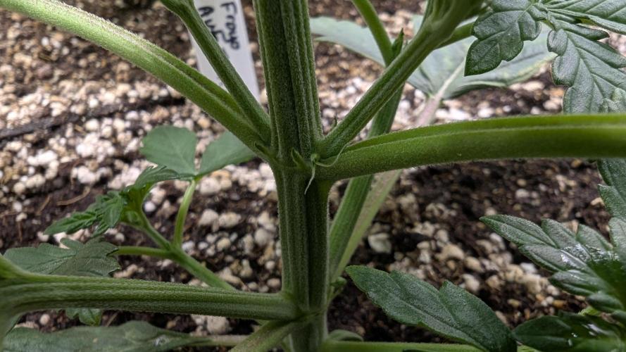 Variety grow: 6x 7gal. Week 2 - Auto Fro-yo preflower stigmas (lower)
