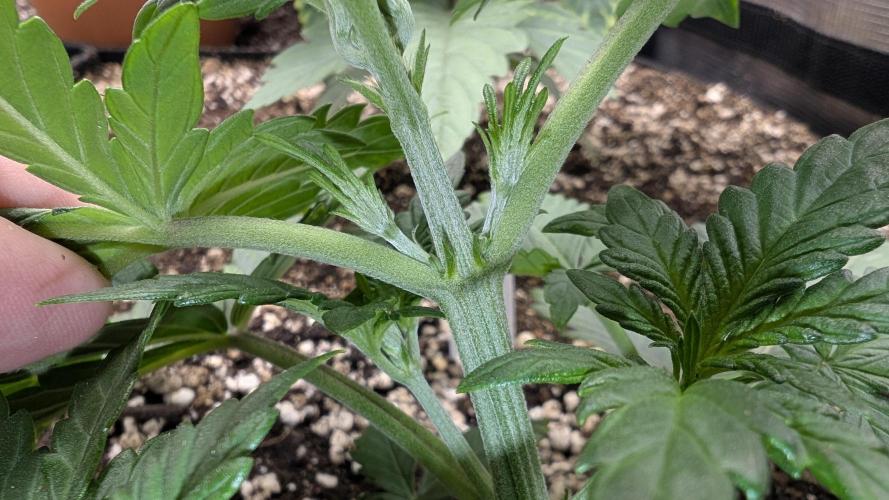 Variety grow: 6x 7gal. Week 2 - Auto Fro-yo preflower stigmas (upper)