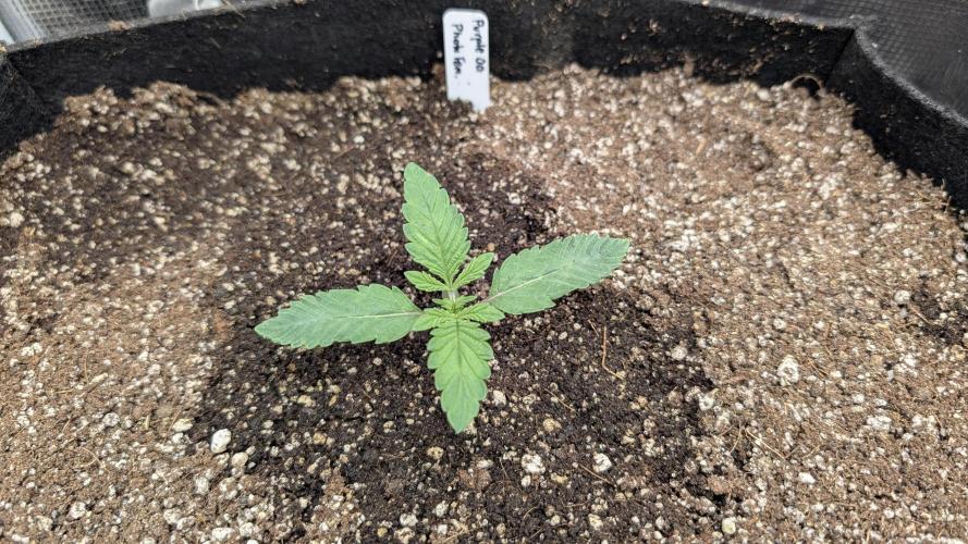 Variety grow: 6x 7gal. Week 2 - Purple OG D7