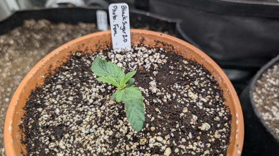 Variety grow: 6x 7gal. Week 2 - Black Sugar 2.0 D7