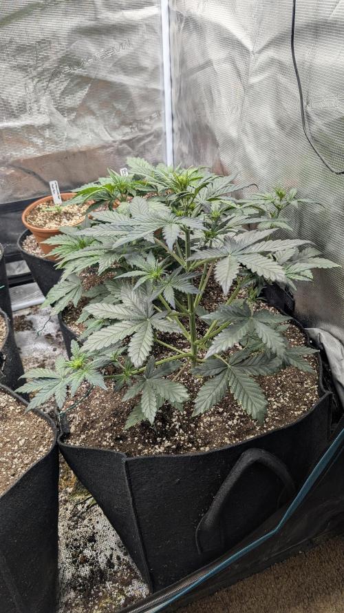 Variety grow: 6x 7gal. Week 3 - Auto Fro-yo D21
