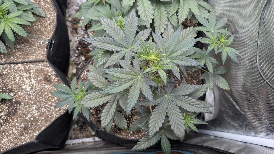 Variety grow: 6x 7gal. Week 3 - Auto Fro-yo D21