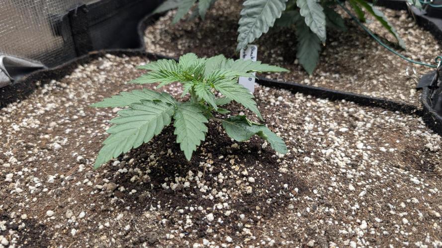 Variety grow: 6x 7gal. Week 3 - Black Sugar 2.0 D14