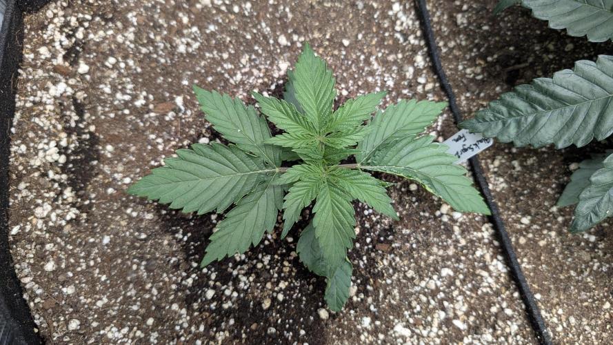 Variety grow: 6x 7gal. Week 3 - Black Sugar 2.0 D14