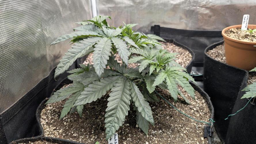 Variety grow: 6x 7gal. Week 3 - Candy Bezels D21