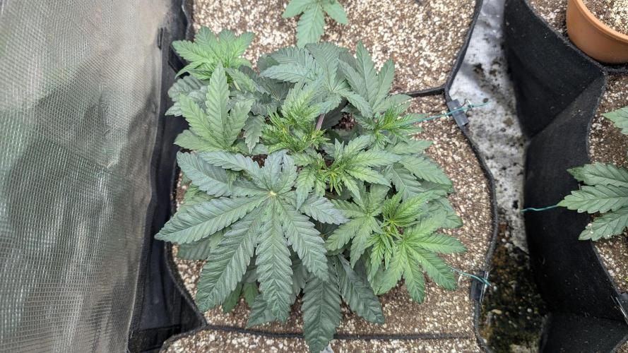 Variety grow: 6x 7gal. Week 3 - Candy Bezels D21