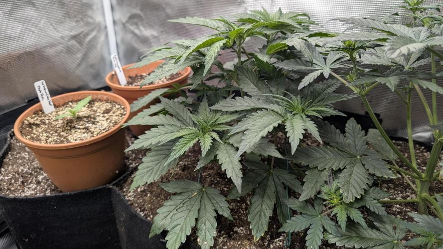 Variety grow: 6x 7gal. Week 3 - Skunk Ooze D21