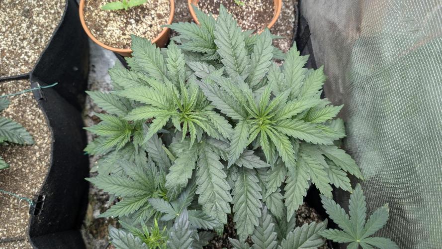 Variety grow: 6x 7gal. Week 3 - Skunk Ooze D21
