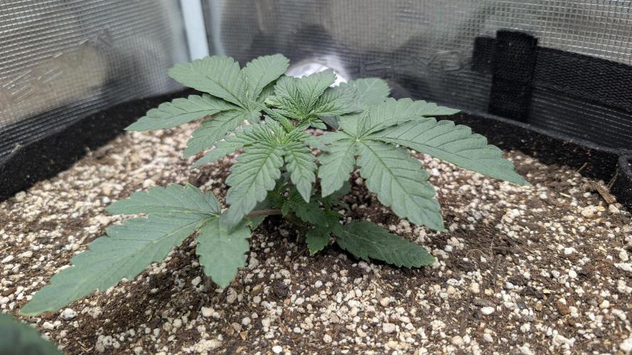 Variety grow: 6x 7gal. Week 3 - Purple OG  D14