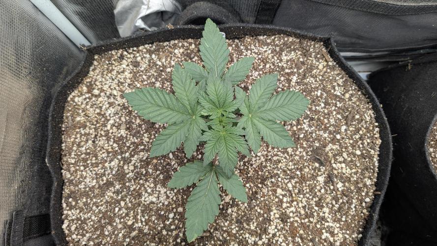 Variety grow: 6x 7gal. Week 3 - Purple OG  D14