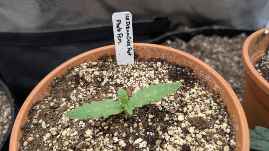 Variety grow: 6x 7gal. Week 3