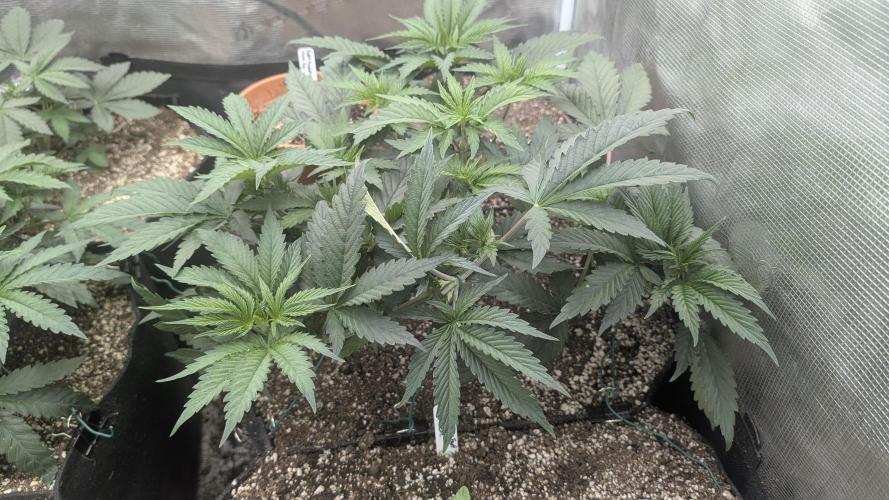 Variety grow: 6x 7gal. Week 4 - Skunk Ooze D26