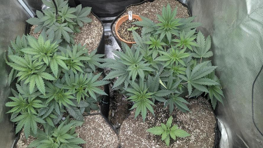 Variety grow: 6x 7gal. Week 4 - Tent view D26