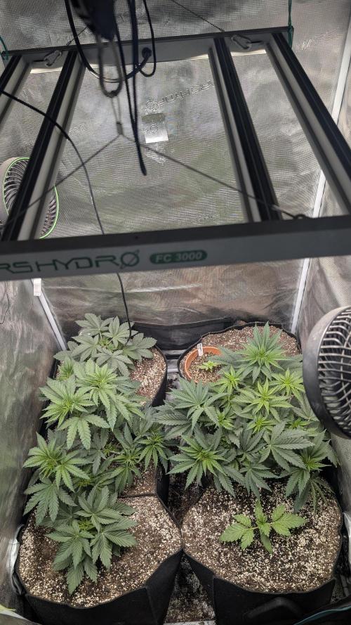 Variety grow: 6x 7gal. Week 4 - Tent view D28