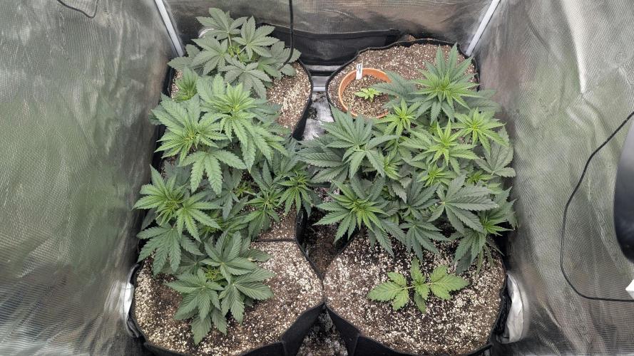 Variety grow: 6x 7gal. Week 4 - Tent view D28