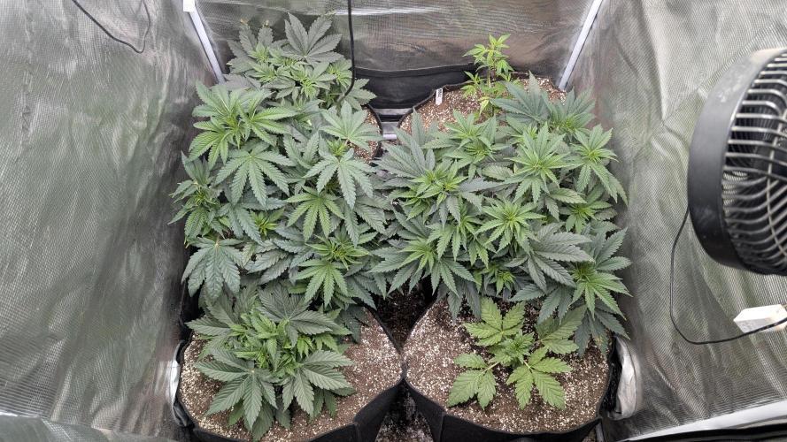 Variety grow: 6x 7gal. Week 5 - D3 before haircut
