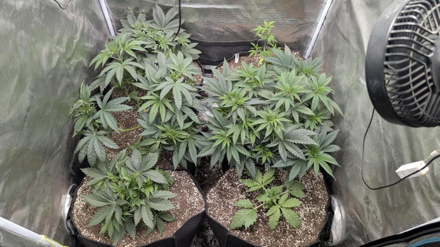 Variety grow: 6x 7gal. Week 5 - D3 after haircut