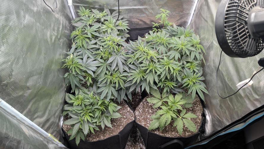 Variety grow: 6x 7gal. Week 5 - D7 before big haircut