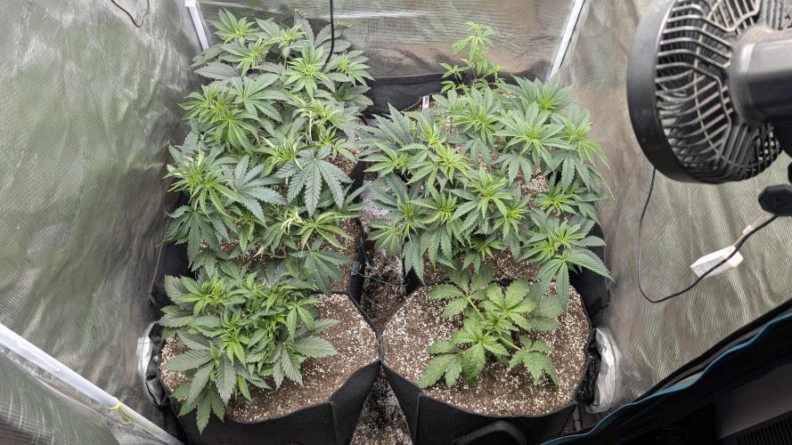 Variety grow: 6x 7gal. Week 5 - D7 after big haircut