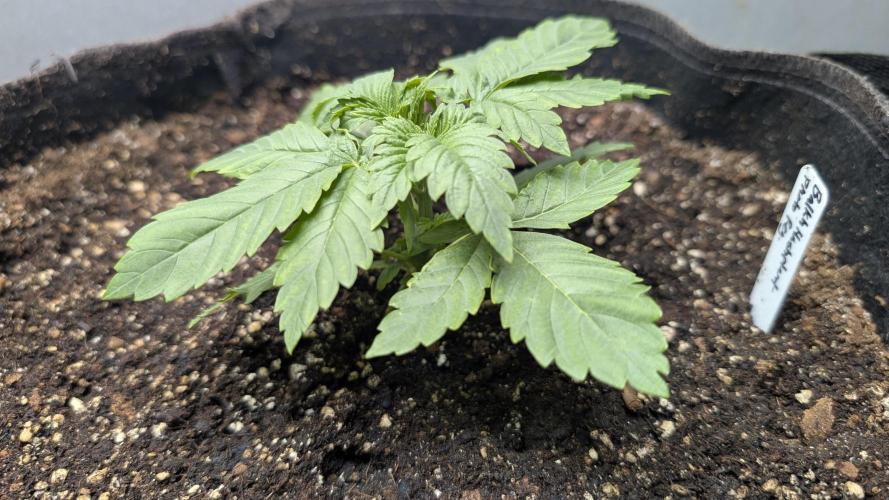 Balkh Hash Plant (landrace). Week 1