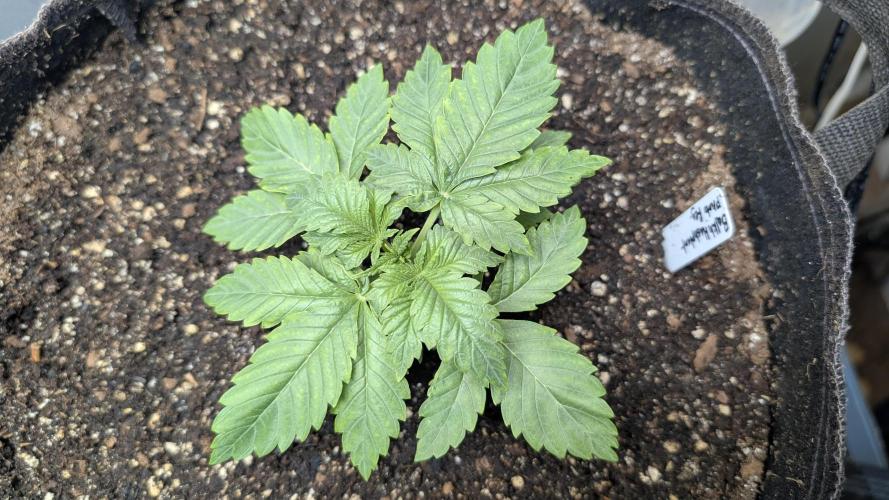 Balkh Hash Plant (landrace). Week 1