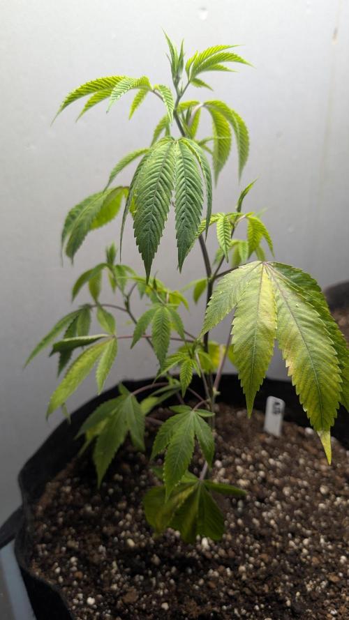3 clones. Week 1