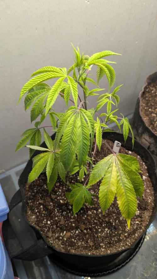3 clones. Week 1