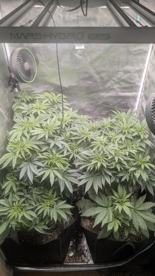 Variety grow: 6x 7gal. Week 6