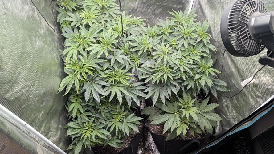 Variety grow: 6x 7gal. Week 6