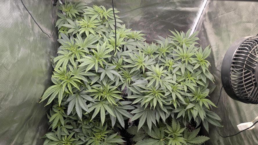 Variety grow: 6x 7gal. Week 6