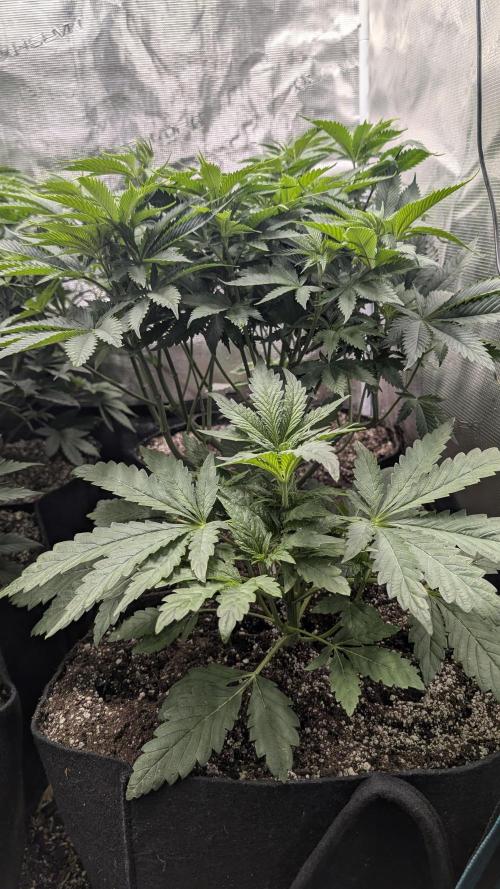 Variety grow: 6x 7gal. Week 6
