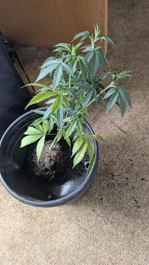 Variety grow: 6x 7gal. Week 6