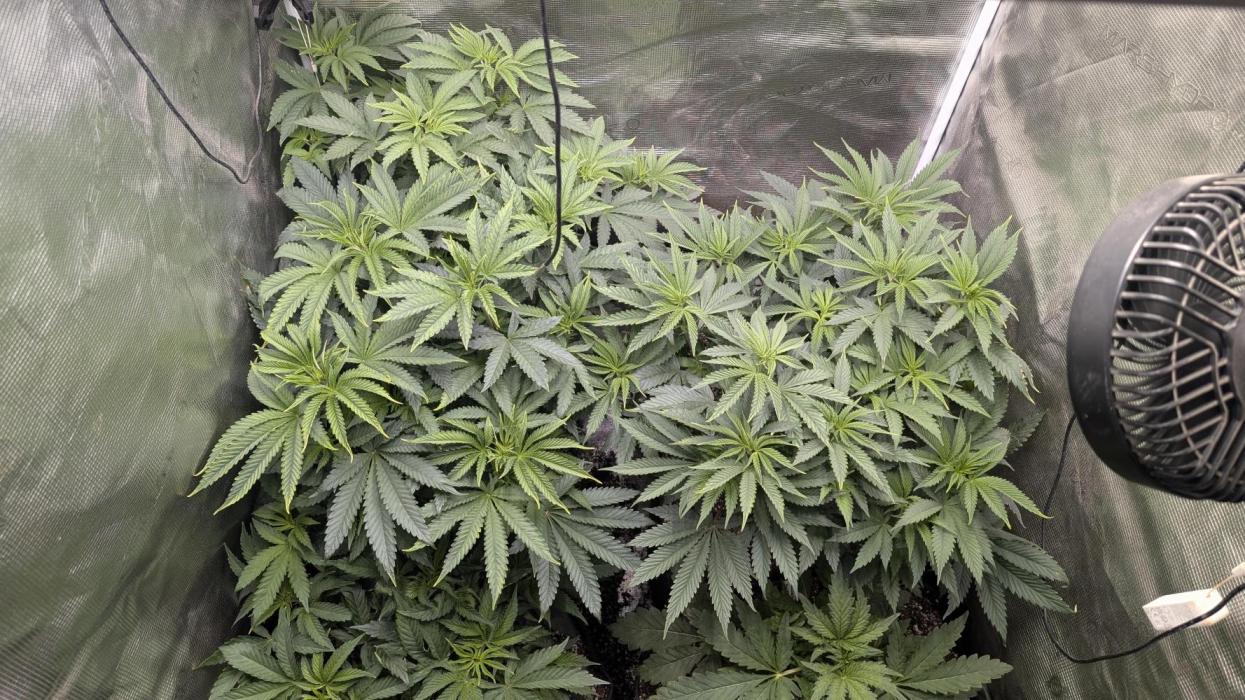 Balkh Hash Plant (landrace). Week 2