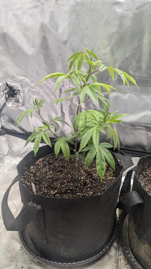 3 clones. Week 2