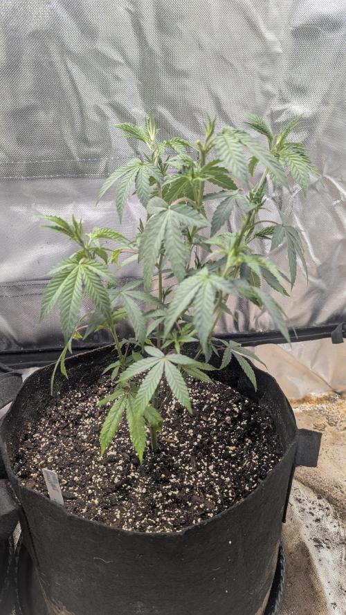 3 clones. Week 2