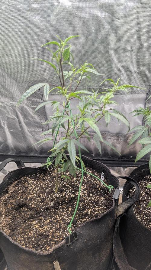 3 clones. Week 2