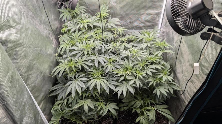 Variety grow: 6x 7gal. Week 7