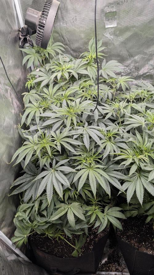 Variety grow: 6x 7gal. Week 7