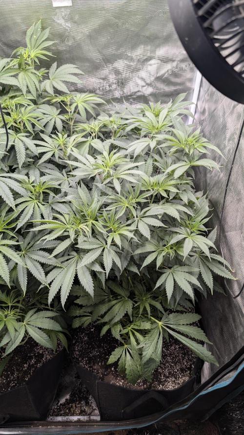 Variety grow: 6x 7gal. Week 7