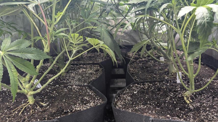 Variety grow: 6x 7gal. Week 7