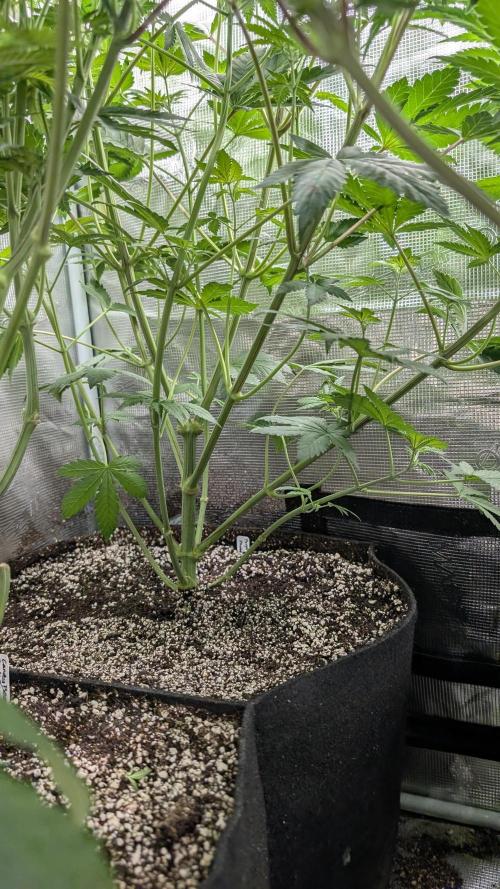 Variety grow: 6x 7gal. Week 7