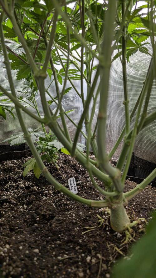 Variety grow: 6x 7gal. Week 7