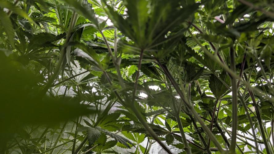 Variety grow: 6x 7gal. Week 7