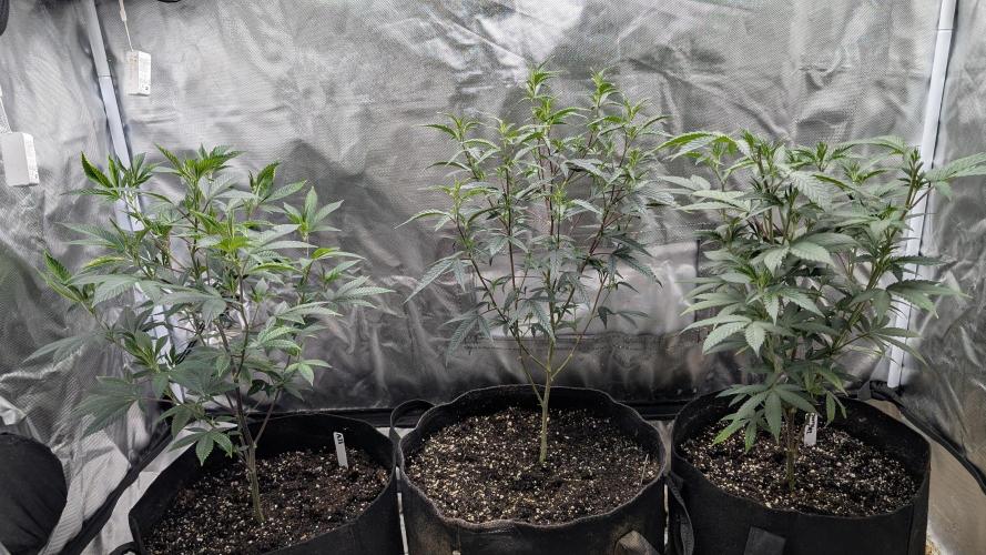3 clones. Week 3