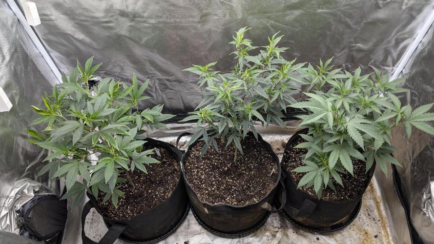 3 clones. Week 3