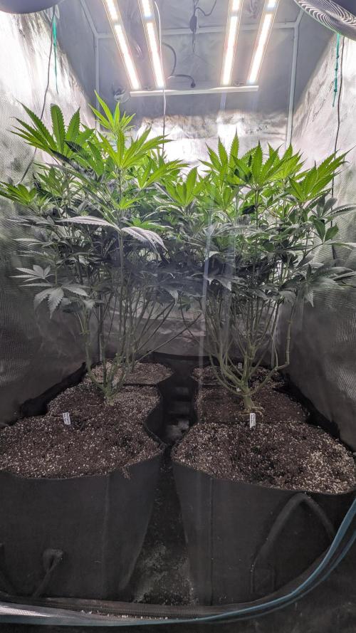 Variety grow: 6x 7gal. Week 8
