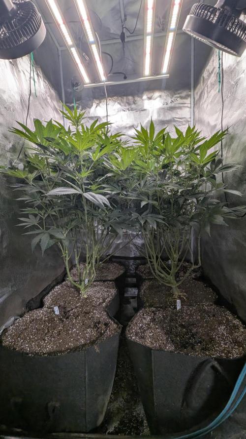 Variety grow: 6x 7gal. Week 8