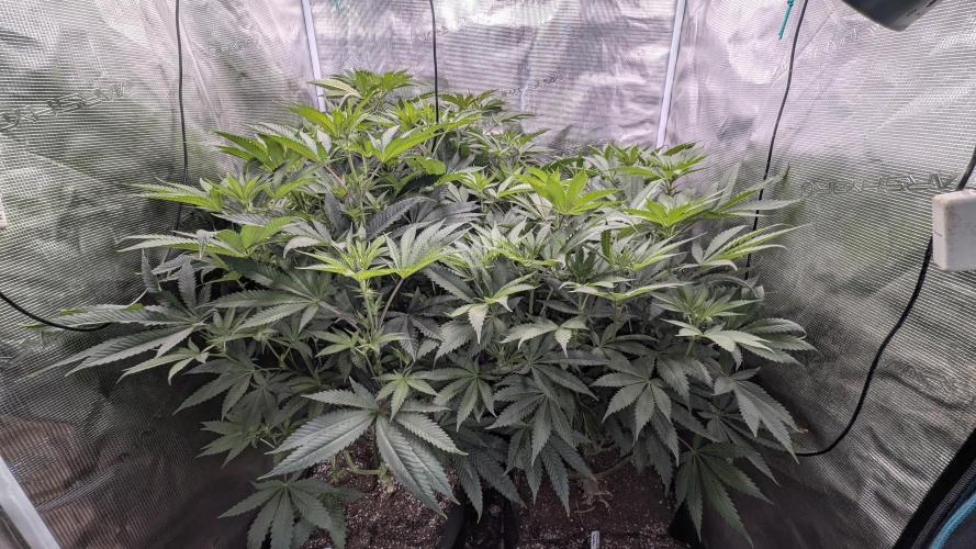 Variety grow: 6x 7gal. Week 8