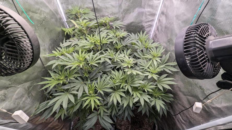 Variety grow: 6x 7gal. Week 8